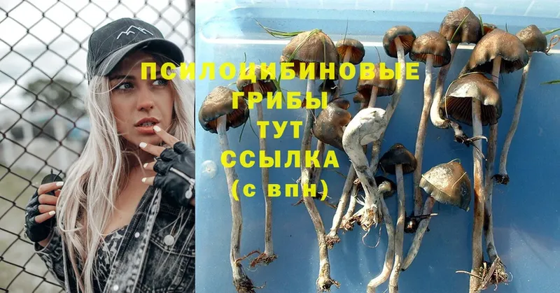 Псилоцибиновые грибы Psilocybine cubensis  Кропоткин 